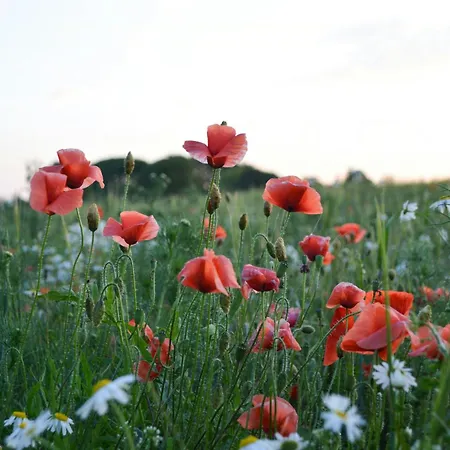 Charming Summer House On North Langeland *