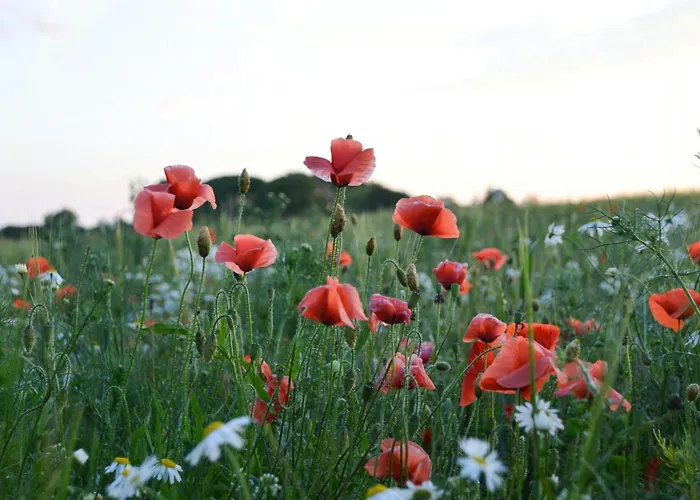 Дом отдыха Charming Summer House On North Langeland